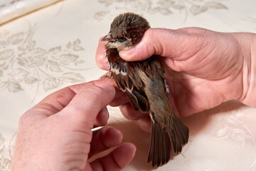 sparrow in the hands of woman