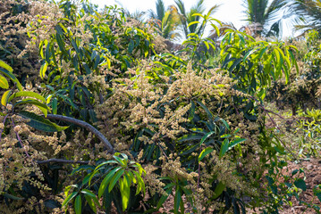 The mango bouquet or mango flower is blooming full on the mango trees in the garden