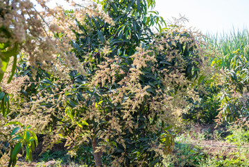 The mango bouquet or mango flower is blooming full on the mango trees in the garden