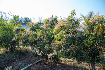 The mango bouquet or mango flower is blooming full on the mango trees in the garden