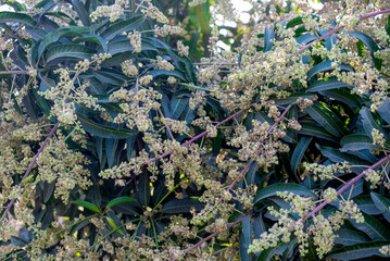The mango bouquet or mango flower is blooming full on the mango trees in the garden