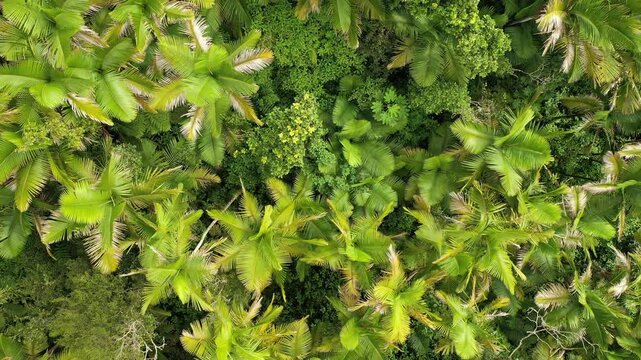 Top down of excotic lush rainforest