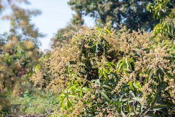 The mango bouquet or mango flower is blooming full on the mango trees in the garden