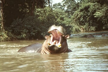 Fototapeta premium A close-up of a hippopotamus opening its mouth wide in a river.