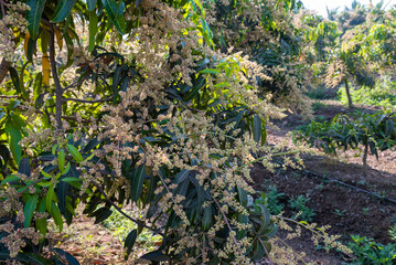 The mango bouquet or mango flower is blooming full on the mango trees in the garden