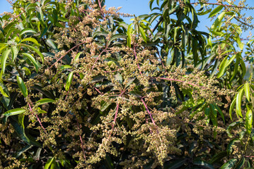 Obraz premium The mango bouquet or mango flower is blooming full on the mango trees in the garden