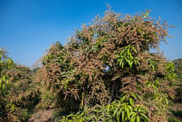 The mango bouquet or mango flower is blooming full on the mango trees in the garden