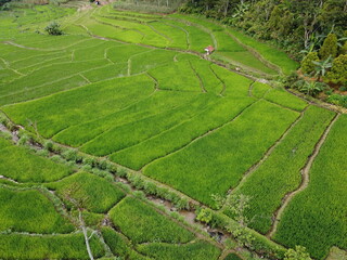 The beautiful panorama of the rice terraced area of ​​the Kaligua Paguyangan tourist attraction, Brebes Regency, CENTRAL JAVA, INDONESIA