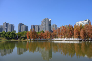 Obraz premium The grove of larch trees near the lake