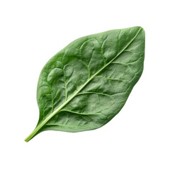 Fototapeta premium Fresh Spinach Leaf Isolated for Culinary and Nutritional Use on transparent background
