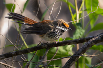 An Australian Rufous Fantail perched on a branch