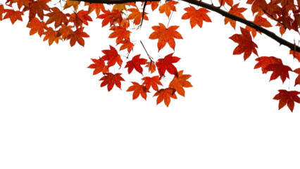 Collection of Maple tree branches in autumn on corner border PNG...