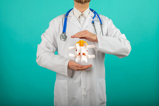 Orthopedist and surgeon with model or anatomical model of spine