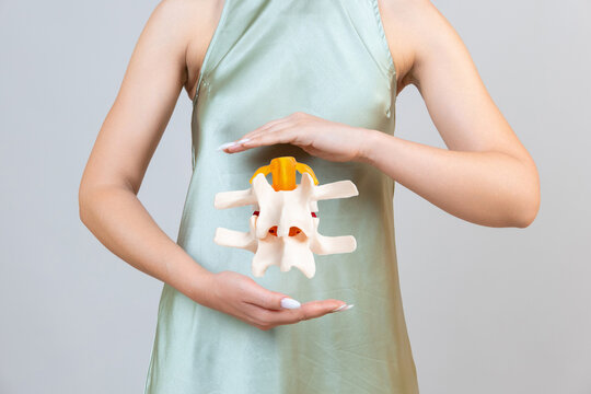 Orthopedist and surgeon with model or anatomical model of spine