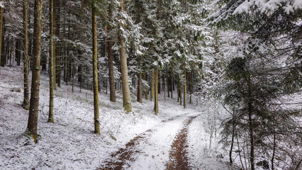 Snow-covered path winding through a serene forest during winter