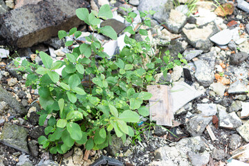 Green Plant Growing in Urban Rubble