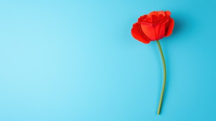 Fototapeta premium Delicate red rose on blue background floral photography minimalist style close-up view beauty concept