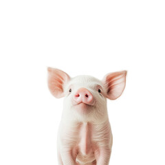 Isolated Pig on White Background for Farm Animal Illustrations on transparent background