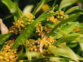 Yellow flowers on a tree