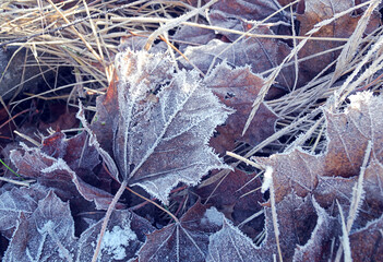 Maple leaves in morning frost