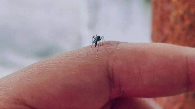 Mosquito Drinking Blood on finger. Close up. blood sucking mosquito. Body parts. Mosquito sucking blood. Infection, encephalitis, fever, malaria virus. health, medicine.