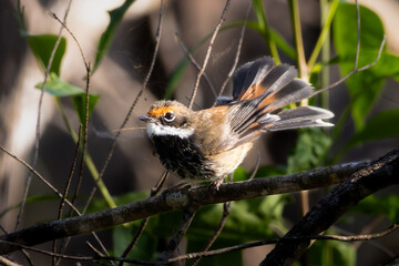 A Rufous Fantail perched on a branch