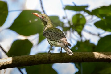 An Olive-backed Oriole perched on a branch