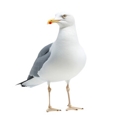 Obraz premium Seagull in Flight Over Ocean Waves on transparent background