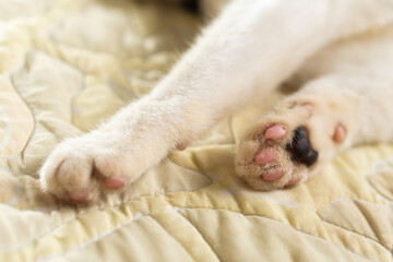 Close-Up of a Cat's Paw on Soft Surface