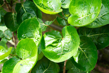 Vibrant Green Leaves Close-Up