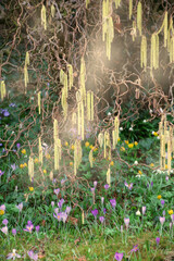  fliegend, Haselpollenflug, Haselpollen fliegen von Haselkätzchen ab, Haselnuss Blüte mit abfliegendem Pollen, Haselnuss Pollen fliegend, ... 