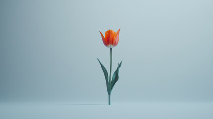 A single, vibrant tulip on a plain white background, symbolizing the arrival of spring.