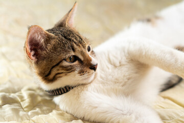 Relaxed Domestic Cat Portrait