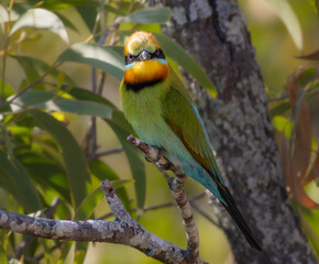 A Rainbow Bee-eater perched in a tree