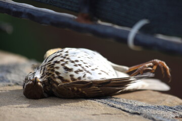 a dead Song Thrush (Turdus philomelos) lying on a wall