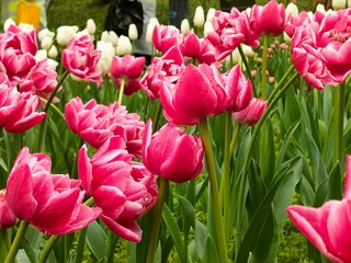 Bright pink tulips with rain droplets in a lush green garden surrounded by white tulips in the background.