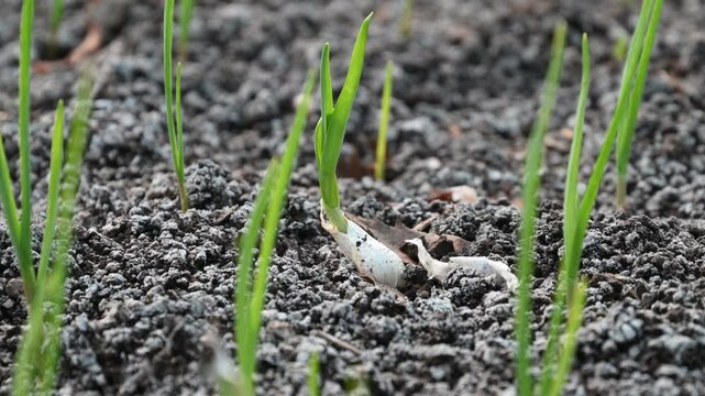 Young garlic grows in the garden. Organic growing of vegetables