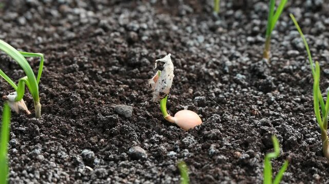 Young garlic grows in the garden. Organic growing of vegetables