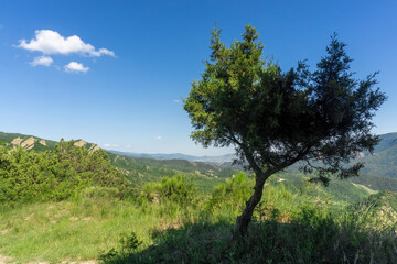 Fototapeta premium A lonely tree on a hill in a green meadow partially illuminated by sunlight. Mountains, sky with clouds in the background.