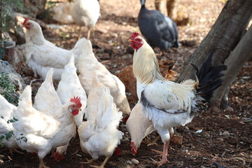 The chickens are pecking in the field