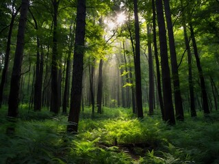 Fototapeta premium elegant forest background
