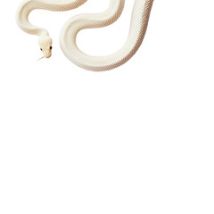 Obraz premium Slithering snake wildlife habitat transparent background natural environment close-up view serpent concept