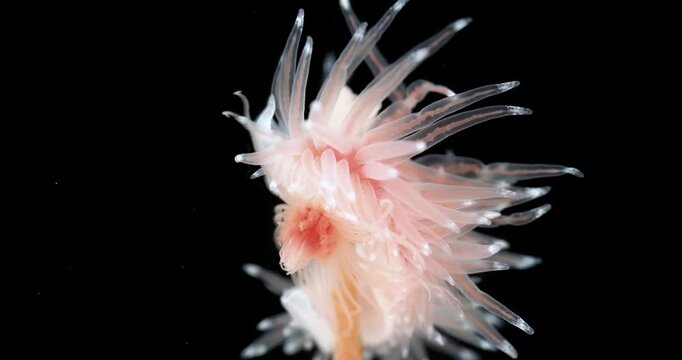 Sea slug Chlamylla intermedia close up, order Nudibranchia, Mollusca phylum, family Paracoryphellidae. Feed on hydroid polyps Tubularia indivisa. White Sea.