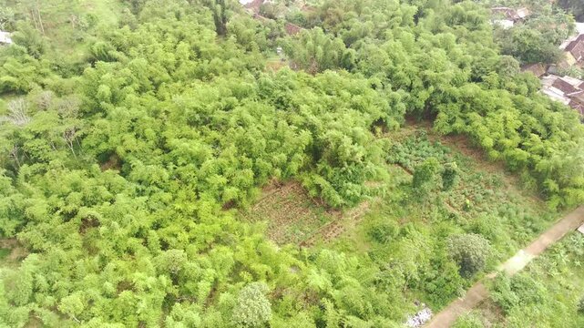 Aerial Landscape Footage of Ramin Tree Plantation. Ramin tree forest planted by local residents because it has high economic value. Woodland Industry. Dense forest in the valley