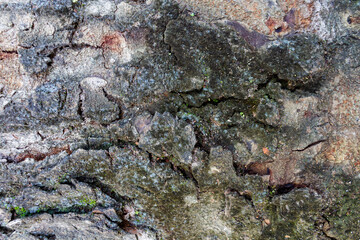 Mahogany Tree Bark Textures