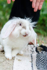 Very funny, fluffy and cute domestic rabbit.