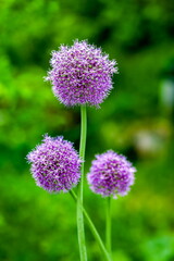 Indian flower close-up on a green background in summer
