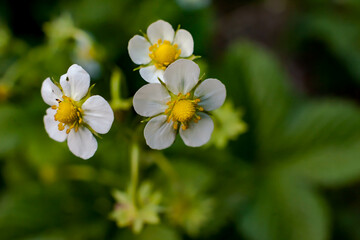 Strawberry flowers close-up on a green background in spring