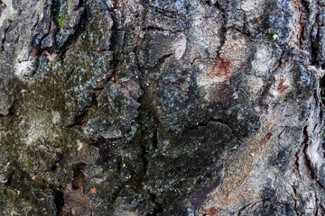 Mahogany Tree Bark Textures