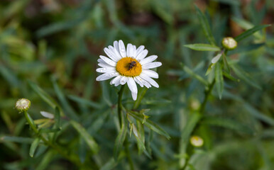 Flower Chamomile garden with a fly close-up on a green background in summer